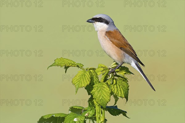 Red-backed shrike, red-backed shrike, thorn-backed shrike, family of shrikes, (Lanius collurio), male, Hockenheim, Baden-Württemberg, Germany, Europe