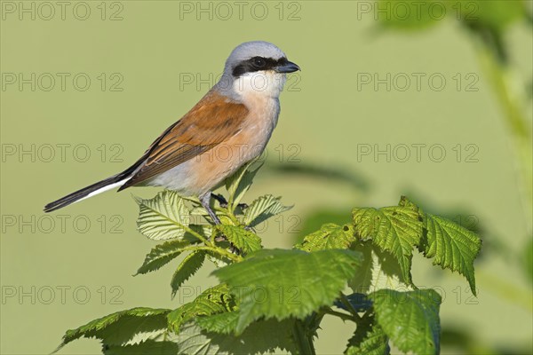 Red-backed shrike, red-backed shrike, thorn-backed shrike, family of shrikes, (Lanius collurio), male, Hockenheim, Baden-Württemberg, Germany, Europe