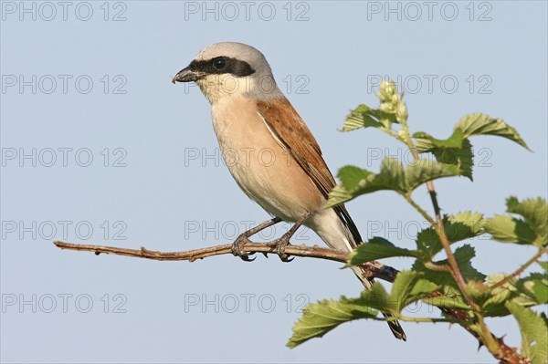 Red-backed shrike, red-backed shrike, thorn-backed shrike, family of shrikes, (Lanius collurio), male, Bad Dürkheim district, Hockenheim, Baden-Württemberg, Germany, Europe