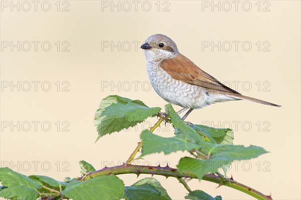 Red-backed shrike, red-backed shrike, thorn-backed shrike, family of shrikes, (Lanius collurio), female, Hockenheim, Baden-Württemberg, Germany, Europe