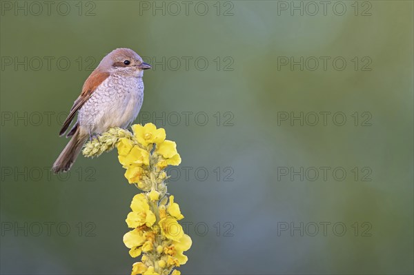 Red-backed shrike, red-backed shrike, thorn-backed shrike, family of shrikes, (Lanius collurio), female, Hockenheim, Baden-Württemberg, Germany, Europe