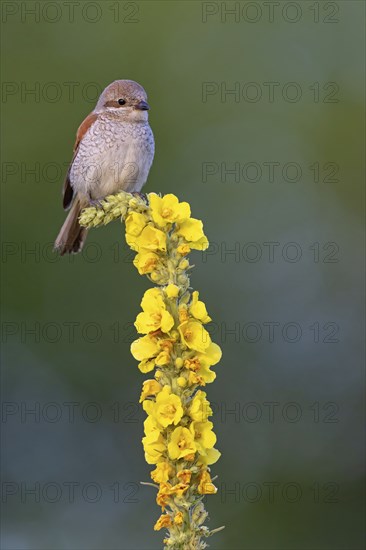 Red-backed shrike, red-backed shrike, thorn-backed shrike, family of shrikes, (Lanius collurio), female, Hockenheim, Baden-Württemberg, Germany, Europe