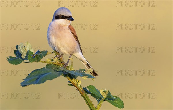 Red-backed shrike, red-backed shrike, thorn-backed shrike, family of shrikes, (Lanius collurio), male, Hockenheim, Baden-Württemberg, Germany, Europe