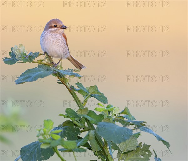 Red-backed shrike, red-backed shrike, thorn-backed shrike, family of shrikes, (Lanius collurio), female, Hockenheim, Baden-Württemberg, Germany, Europe