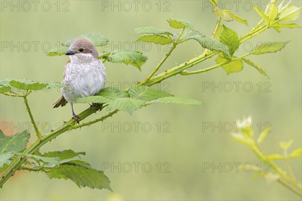 Red-backed shrike, red-backed shrike, thorn-backed shrike, family of shrikes, (Lanius collurio), female, Hockenheim, Baden-Württemberg, Germany, Europe