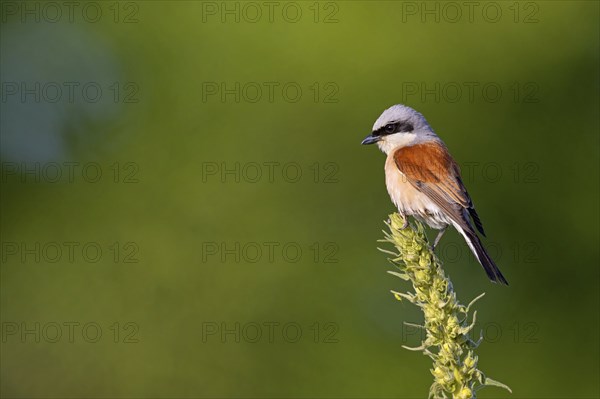 Red-backed shrike, red-backed shrike, thorn-backed shrike, family of shrikes, (Lanius collurio), male, Hockenheim, Baden-Württemberg, Germany, Europe