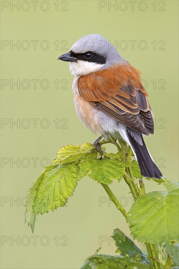 Red-backed shrike, red-backed shrike, thorn-backed shrike, family of shrikes, (Lanius collurio), male, Hockenheim, Baden-Württemberg, Germany, Europe