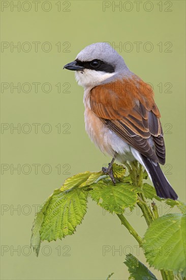 Red-backed shrike, red-backed shrike, thorn-backed shrike, family of shrikes, (Lanius collurio), male, Hockenheim, Baden-Württemberg, Germany, Europe