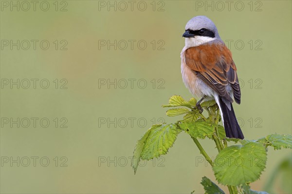 Red-backed shrike, red-backed shrike, thorn-backed shrike, family of shrikes, (Lanius collurio), male, Hockenheim, Baden-Württemberg, Germany, Europe