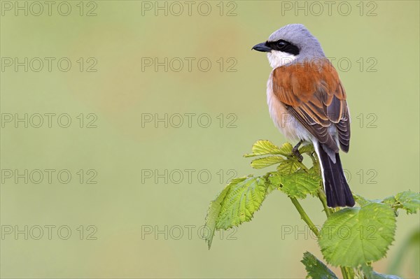 Red-backed shrike, red-backed shrike, thorn-backed shrike, family of shrikes, (Lanius collurio), male, Hockenheim, Baden-Württemberg, Germany, Europe