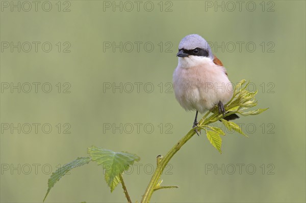 Red-backed shrike, red-backed shrike, thorn-backed shrike, family of shrikes, (Lanius collurio), male, Hockenheim, Baden-Württemberg, Germany, Europe