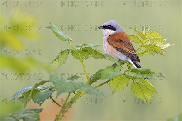 Red-backed shrike, red-backed shrike, thorn-backed shrike, family of shrikes, (Lanius collurio), male, Hockenheim, Baden-Württemberg, Germany, Europe