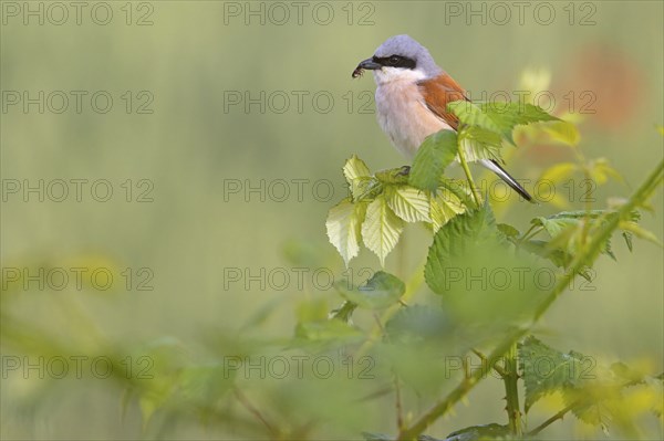 Red-backed shrike, red-backed shrike, thorn-backed shrike, family of shrikes, (Lanius collurio), male, Hockenheim, Baden-Württemberg, Germany, Europe