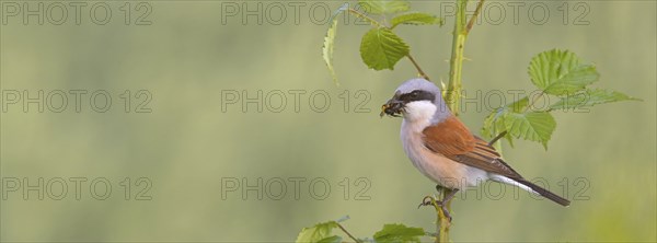 Red-backed shrike, red-backed shrike, thorn-backed shrike, family of shrikes, (Lanius collurio), male, Hockenheim, Baden-Württemberg, Germany, Europe