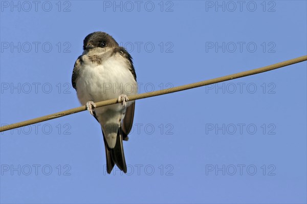 House Martin, Town Swallow, common house martin (Delichon urbica), Black Sea coast, Lesbos Island, Greece, Europe