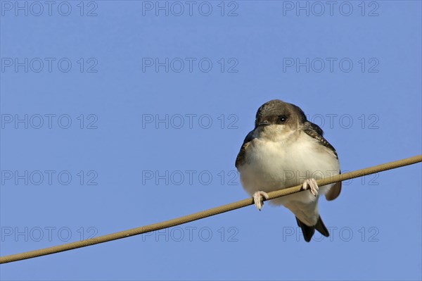 House Martin, Town Swallow, common house martin (Delichon urbica), Black Sea coast, Lesbos Island, Greece, Europe