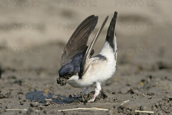 House Martin, Town Swallow, common house martin (Delichon urbica), Black Sea coast, Lesbos Island, Greece, Europe