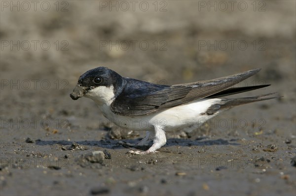 House Martin, Town Swallow, common house martin (Delichon urbica), Black Sea coast, Lesbos Island, Greece, Europe