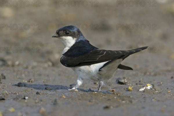 House Martin, Town Swallow, common house martin (Delichon urbica), Black Sea coast, Lesbos Island, Greece, Europe