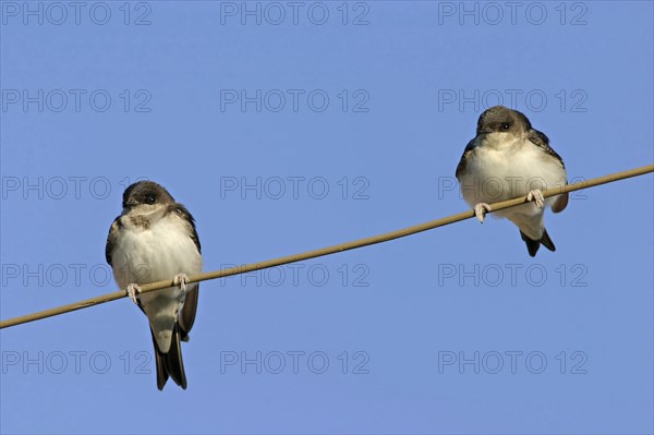 House Martin, Town Swallow, common house martin (Delichon urbica), Black Sea coast, Lesbos Island, Greece, Europe