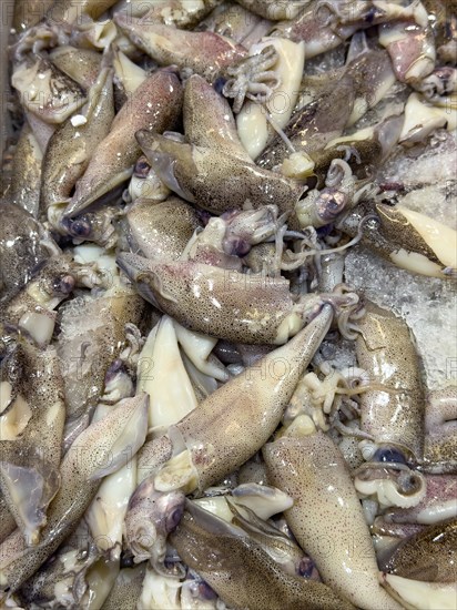 Display of fish caught European squid (Loligo vulgaris) European squid fish fresh fish squid on ice in refrigerated counter fish counter of fishmonger fishmonger fish sales, food trade, wholesale, fish trade, speciality shop, Germany, Europe