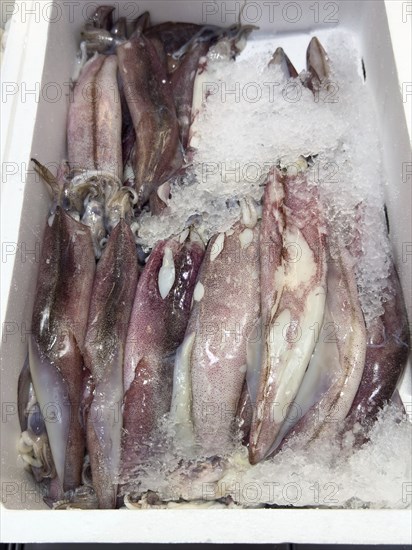 Display of fishing caught Californian squid (Loligo opalalescens) fish fresh fish squid on ice in refrigerated counter fish counter of fishmonger fish sales, food trade, wholesale, fish trade, speciality shop, Germany, Europe