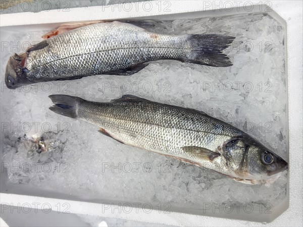 Display of fish caught whole fish European bass (Dicentrarchus labrax) also sea bass Loup de Mer Branzino Spinola fresh fish on ice in refrigerated counter fish counter of fishmonger fish sales, food trade, wholesale, fish trade, speciality shop, Germany, Europe