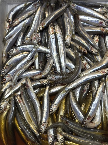 Display of fish caught whole fish whole fish fresh fish European anchovy (Engraulis encrasicolus) fresh fish on ice in refrigerated counter fish counter of fishmonger fishmonger fishmonger, food trade, wholesale, fish trade, speciality shop, Germany, Europe