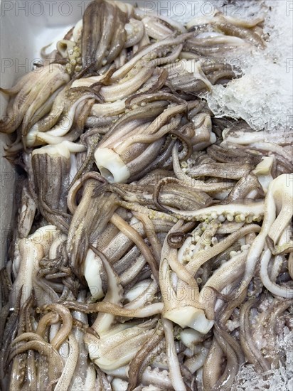 Display of fish caught Fresh fish Catching arms Squid heads of Argentine shortfin squid (Illex argentinus) Squid without head Heads Fresh fish on ice in refrigerated counter Fish counter of fishmonger Fish sales, food trade, wholesale, fish trade, speciality shop, Germany, Europe