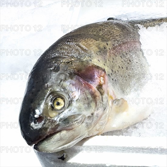 View of head of Pacific salmon (Oncorhynchus) wild salmon caught in open sea fresh fish on ice in display of in refrigerated counter fish counter of fishmonger fish sales, food trade, wholesale, fish trade, speciality shop, Germany, Europe