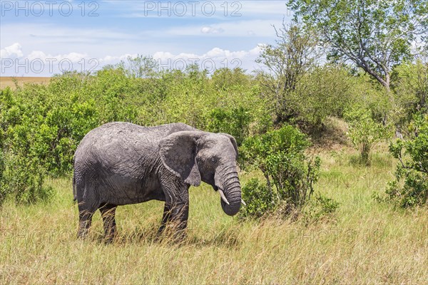 African bush elephant (Loxodonta africana) in a grove of trees on the savanna, Maasai Mara National Reserve, Kenya, Africa