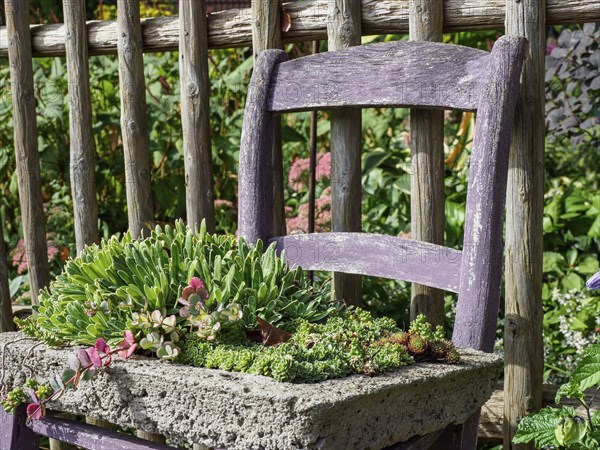 A purple chair in the garden with a stone plant bowl containing various succulents, SChermbeck North Rhine-Westphalia, Germany, Europe