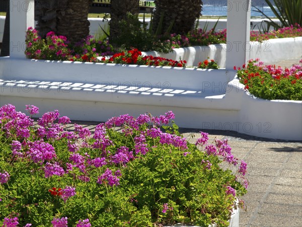 Blooming pink flowers in a bed by a white pavilion along a paved footpath, Puerto de la cruz, tenerife, spain