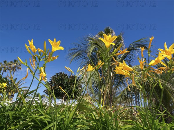 Yellow flowers against a deep blue sky and palm trees in the background in a sunny natural setting, Puerto de la cruz, tenerife, spain