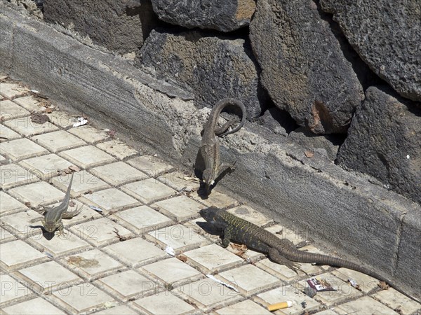 Several lizards sunbathing on floor tiles and a stone wall, Puerto de la cruz, tenerife, spain