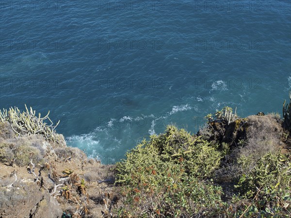 View from a cliff to the blue sea, surrounded by cacti and other plants, Puerto de la cruz, tenerife, spain