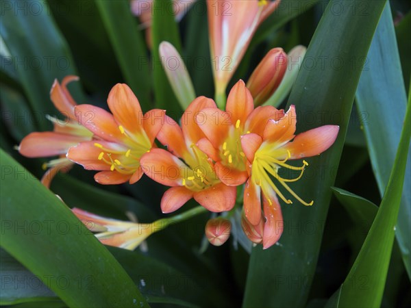 Close-up of bright orange flowers surrounded by green leaves, Puerto de la cruz, tenerife, spain