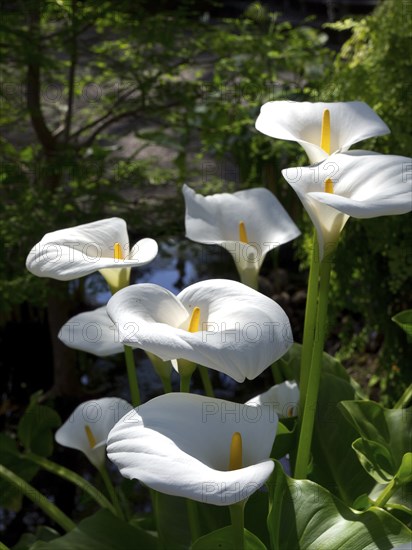 Several white calla lilies against a background of green foliage on a sunny day, Puerto de la cruz, tenerife, spain