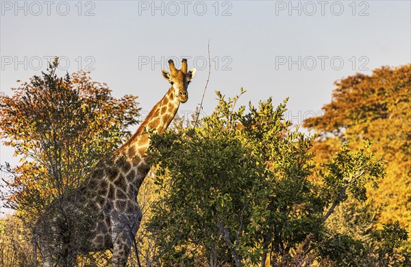 Giraffe in the wild at Hwange National Park