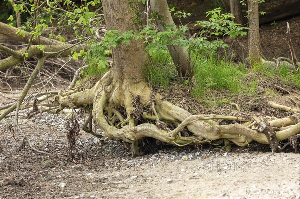 Uprooted tree, beach, Ellenberg, Kappeln, Schlei, Schleswig-Holstein, Germany, Europe