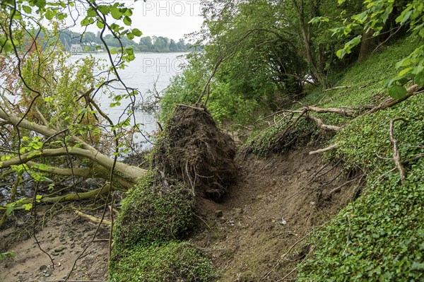 Fallen tree, edge of demolition, Ellenberg, Kappeln, Schlei, Schleswig-Holstein, Germany, Europe