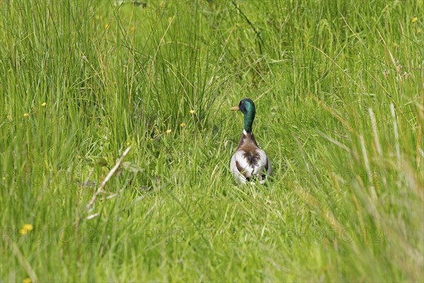 Mallard (Anas platyrhynchos), drake sitting in the grass, Geltinger Birk, Geltinger Bucht, Nieby, Schleswig-Holstein, Germany, Europe