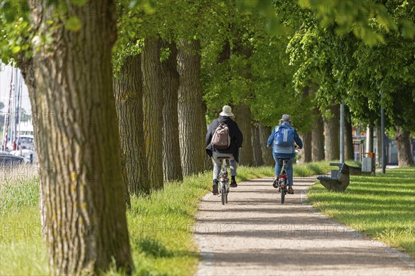 Trees, people, cyclist, cycle path, south harbour, Kappeln, Schlei, Schleswig-Holstein, Germany, Europe