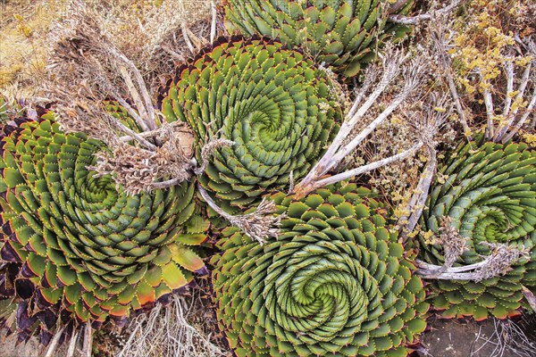 Four Spiral Aloe in Lesotho