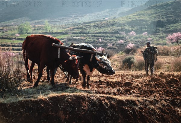 Yoke of oxen plowing a field in Lesotho