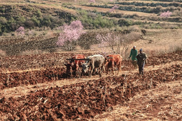 Two men plowing a field with yoke of oxen, Lesotho, Africa