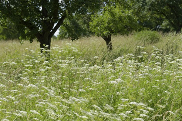 Flowering flower meadow with Wild carrot (Daucus carota) in the Solpark residential neighbourhood, flowering traffic island, flowering area, housing estate, biodiversity, biotope, biodiversity, flowering area, flowering strip, urban, ecology, Schwäbisch Hall, Hohenlohe, Heilbronn-Franken, Baden-Württemberg, Germany, Europe