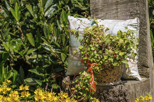 A colourful garden arrangement with a plant pot and a cushion on a wooden trunk, Borken, Münsterland, North Rhine-Westphalia, Germany, Europe