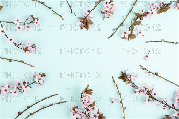 Cherry blossoms in the spring season, pink japanese sakura on a blue background, easter holiday