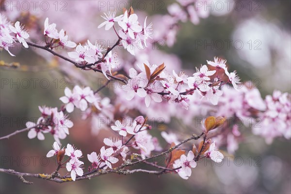 Cherry blossoms in the spring season, pink japanese sakura, fruit tree, botanic